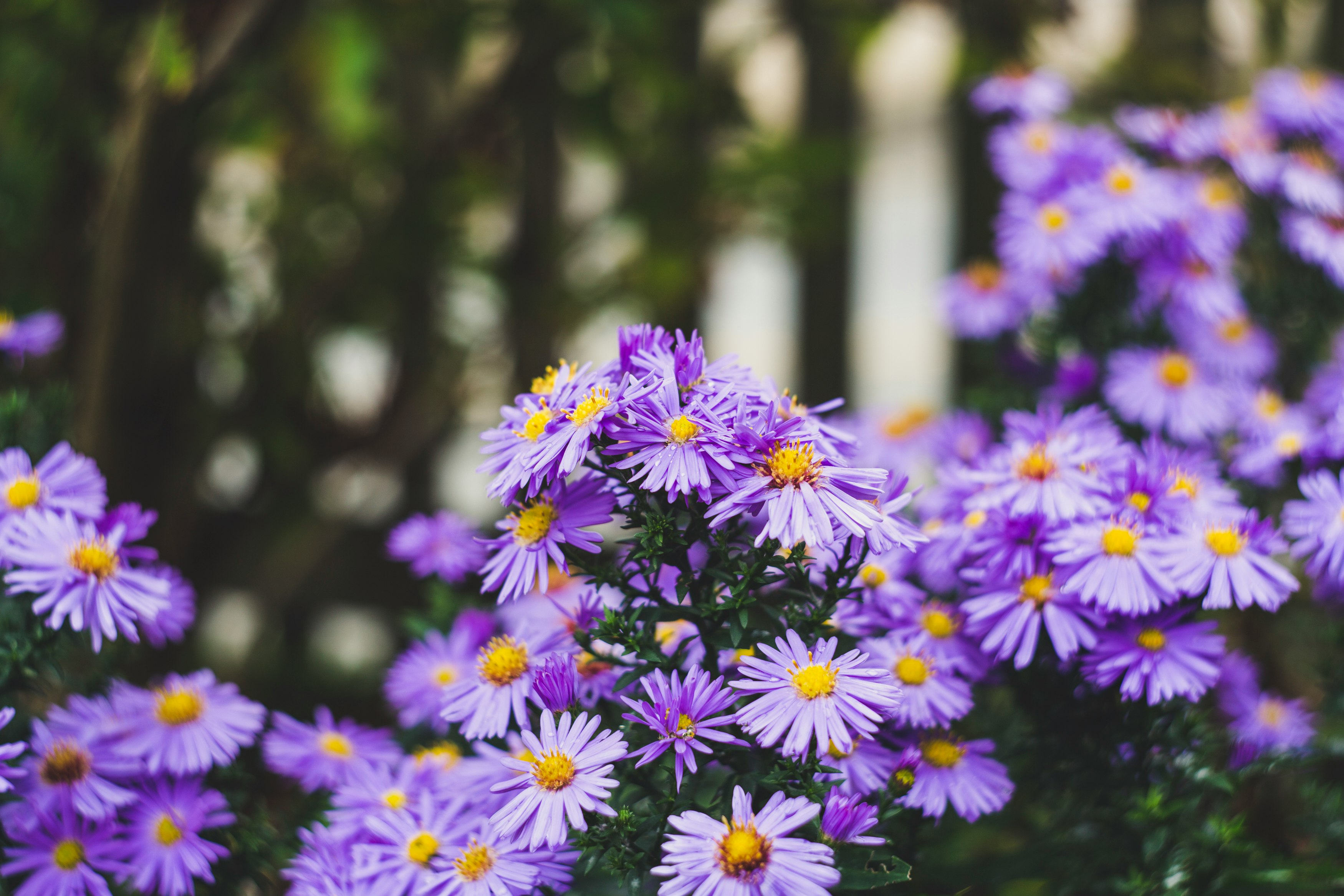 purple and white flowers in tilt shift lens